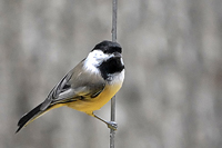 Poecile atricapillus